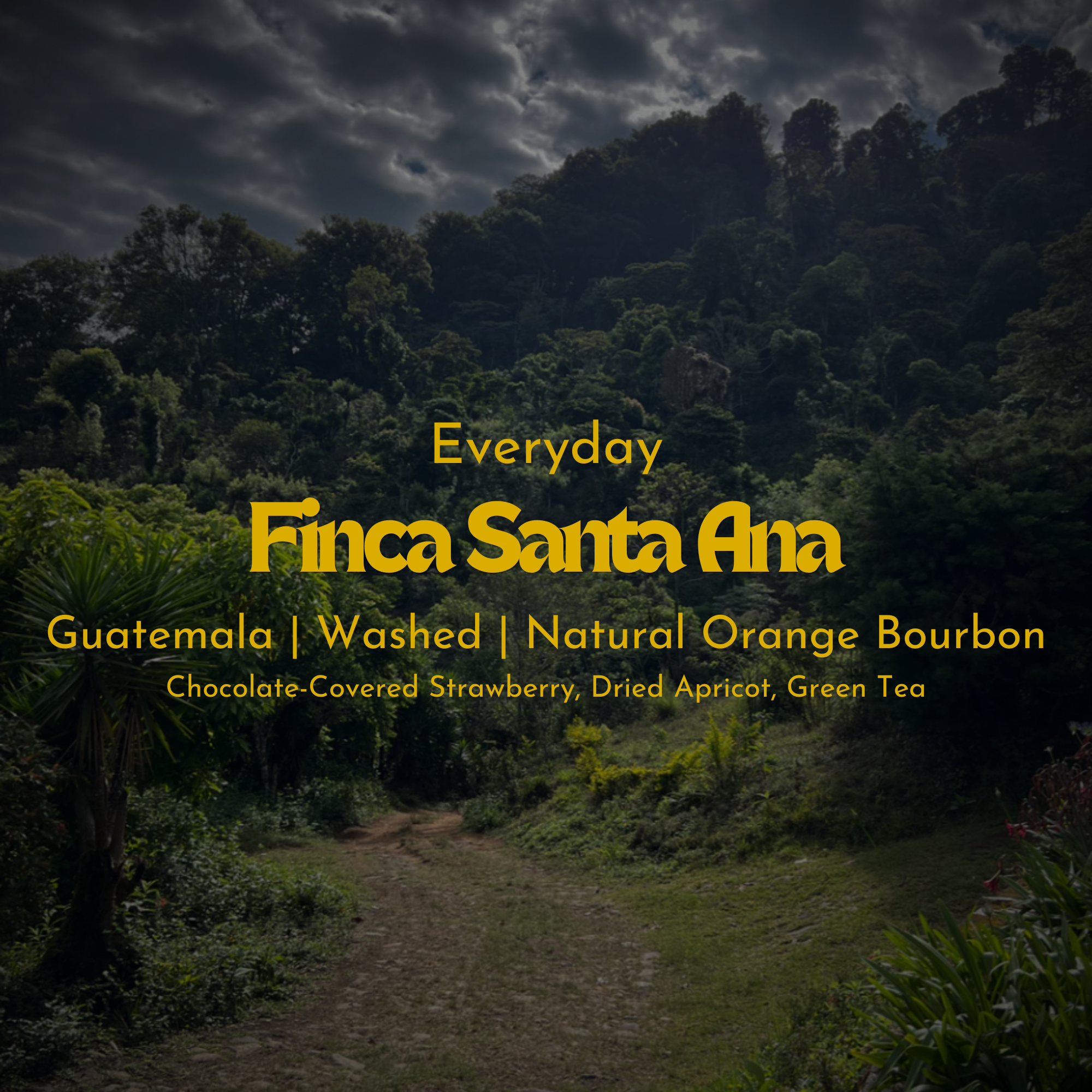 Finca Santa Ana - Guatemala - Natural Orange Bourbon