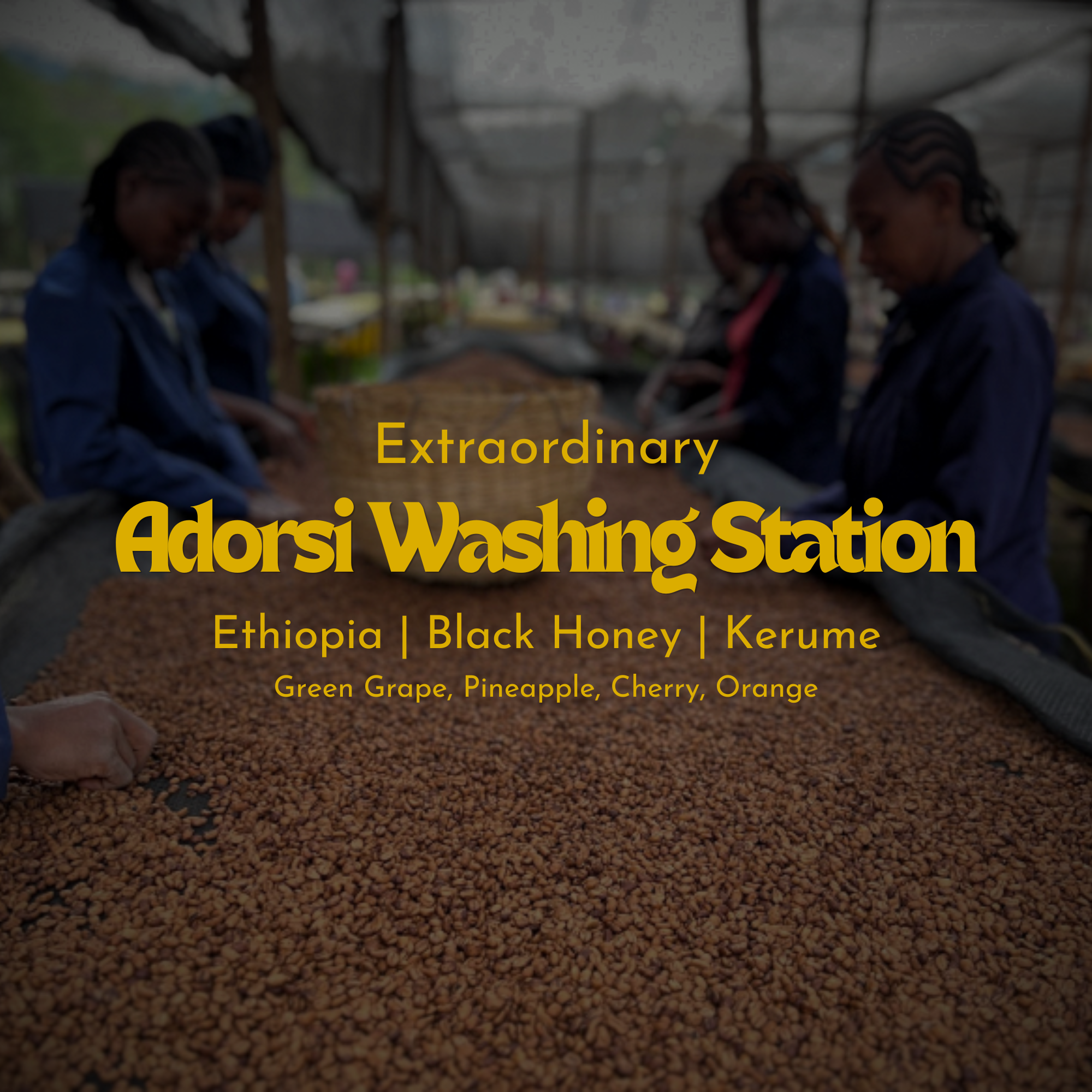 Adorsi Washing Station - Ethiopia - Black Honey Kerume
