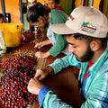 Luis Ernesto Guzmán – Anaerobic Natural F6 Plum Craze Co-Ferment - Colombia