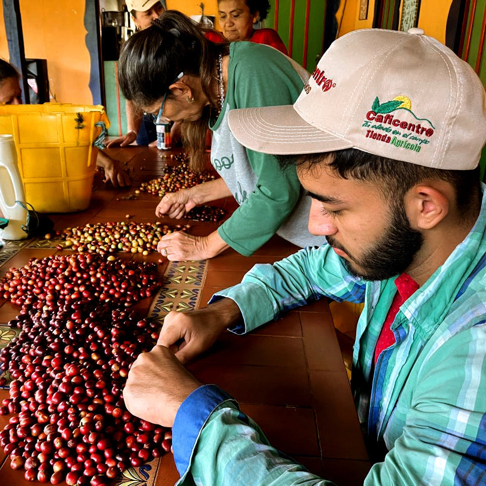 Luis Ernesto Guzmán – Anaerobic Natural F6 Plum Craze Co-Ferment - Colombia
