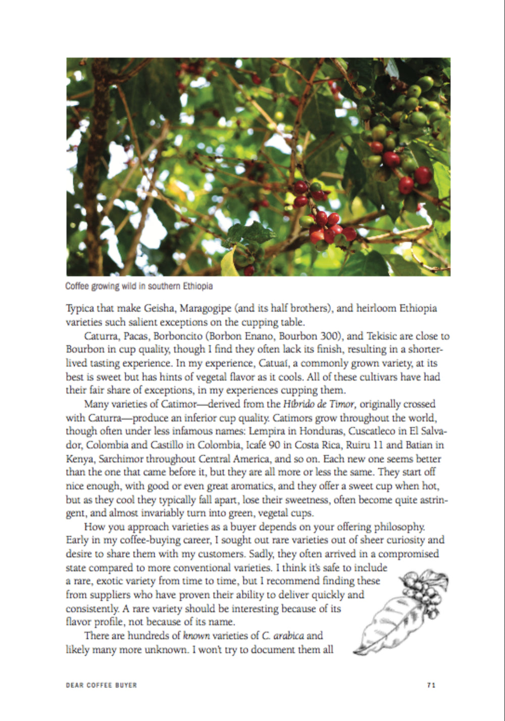 Dear Coffee Buyer: A Guide to Sourcing Green Coffee by Ryan Brown