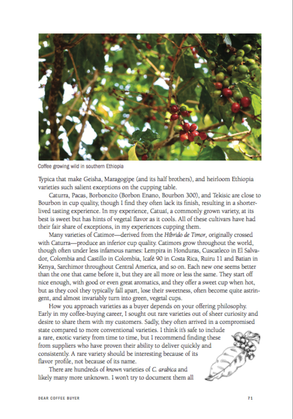 Dear Coffee Buyer: A Guide to Sourcing Green Coffee by Ryan Brown