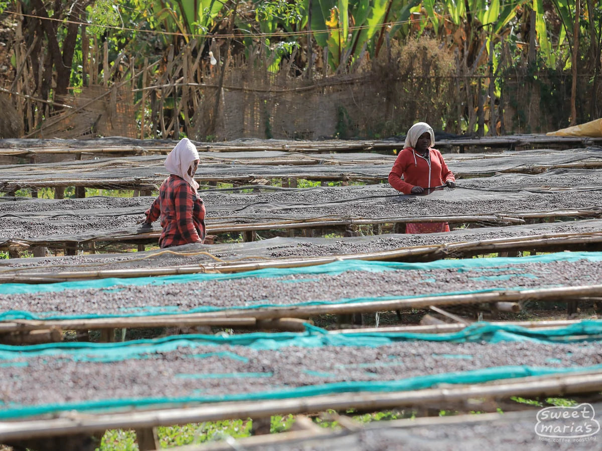 Hambela Buku - Ethiopia - Dry Process - Heirloom Varieties