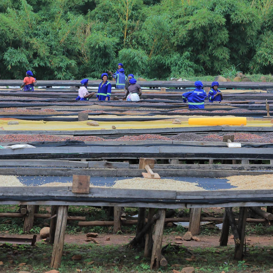 Black Honey Muramba - Uganda - SL14, SL28, Catuai, Costa Rica 95